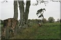 Fence Line to the West of the A76 Near Muirside