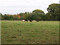 Cattle grazing on the edge of parkland