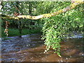 River Ardle in flood