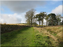 NY7567 : (The line of) Hadrian's Wall near Steel Rigg car park by Mike Quinn