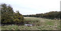 Fenland pasture