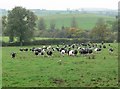 Dairy herd near Launde Abbey