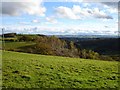 Pen-y-copa Wood