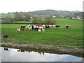 Cattle beside the River Severn