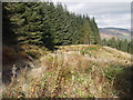 Track between trees and clearfell