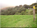 Footpath down to Afon Gwyril