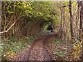 Bridleway beside Glan-Frogan Woods