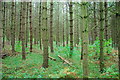 TF0902 : Bushey Wood, near Southorpe by Julian Dowse