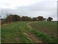 Field boundary at Hall Farm