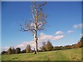 Stark tree beside the Wessex Ridgeway