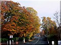 Autumn colours on Walton Road, Stockton Heath