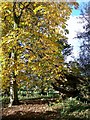 Autumnal colour at (New) Wardour Castle