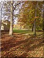 Trees by Otley Road