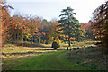 Track in Hen Wood, nr West Meon