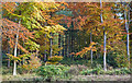 Autumn Beech trees in Hen Wood, nr West Meon