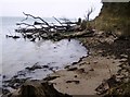 Flotsam on the coastal path