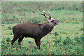 SY9787 : Sika deer by Julian Dowse