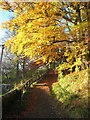 NY6393 : Autumnal colours at Kielder by Oliver Dixon