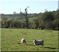 Sheep south of Midshires Way