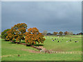 Grazing near Stottesdon, Shropshire