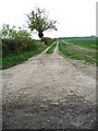 Track across the fields near Hammill