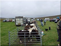 HP6312 : Shetland ponies at the Unst Show 2007 by Harry Hatton