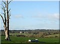 2007 : Dead tree in a cow pasture