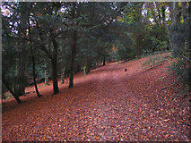 TQ3056 : In Devilsden Wood, near Coulsdon, Surrey by Dr Neil Clifton