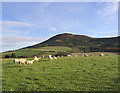 Sheep pasture on Quarry Hill