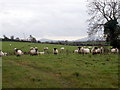 J0138 : Sheep Grazing by P Flannagan