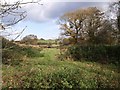 Meadow near Forda Mill