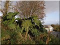 Gunnera at Dutson