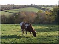 Cow and valley near St Giles church