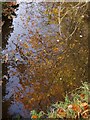 Reflection in stream,  St Giles on the Heath