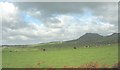 Cattle at Nanhoron Home Farm