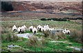 Camera Shy Sheep