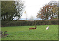 Alpacas resting