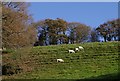 Sheep near Boyton Mill