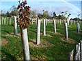 New tree planting at Ervey wood