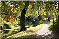 Ottery St Mary: mill leat