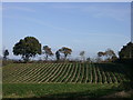 View from footpath from Hernhill to Dargate