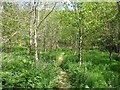 Woodland track in Loveney Woods