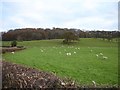 Pasture and woodland