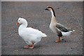 J1386 : Aquatic fowl, Antrim by Albert Bridge