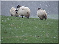 Sheep caught in a snow flurry