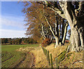 Arable field and beech trees