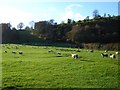 Sheep pasture near Rhydyware