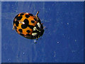 Harlequin ladybird