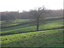 SK3368 : View across fields south of Holymoorside by Dave Banks