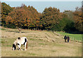 SO9095 : Autumn Grazing, Colton Hills, Wolverhampton by Roger  D Kidd